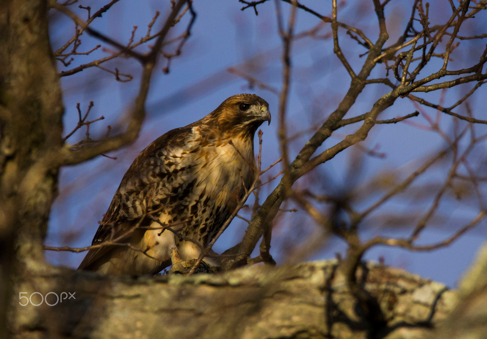 Sigma 150-600mm F5-6.3 DG OS HSM | C sample photo. Focused photography