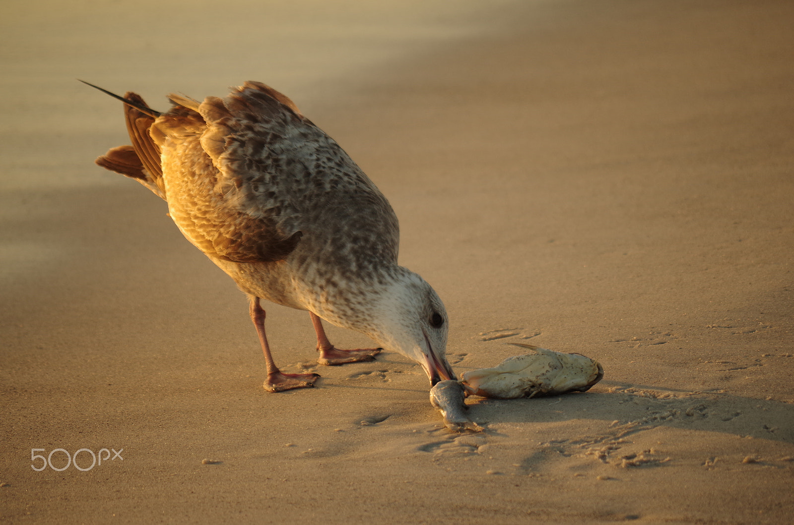 smc PENTAX-DA L 50-200mm F4-5.6 ED sample photo. Herring gull catches a light dinner on the gulf photography