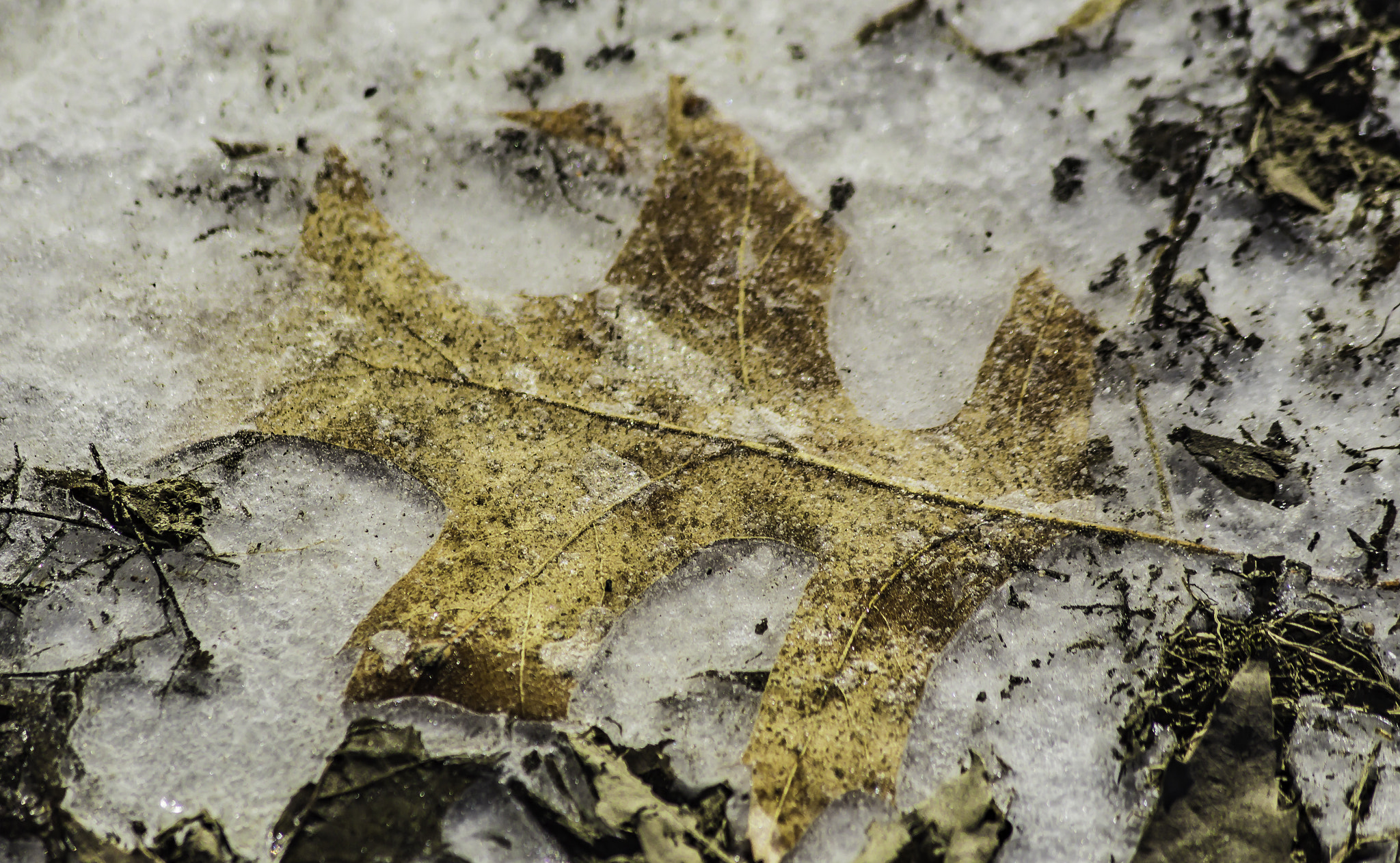 Canon EF 75-300mm F4.0-5.6 IS USM sample photo. Frozen oak leaf photography