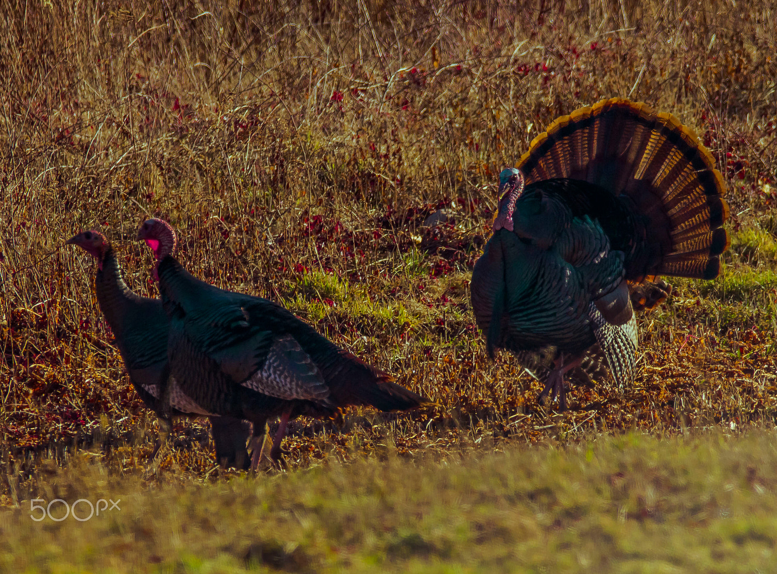 Sigma 150-600mm F5-6.3 DG OS HSM | C sample photo. Just ignore him photography