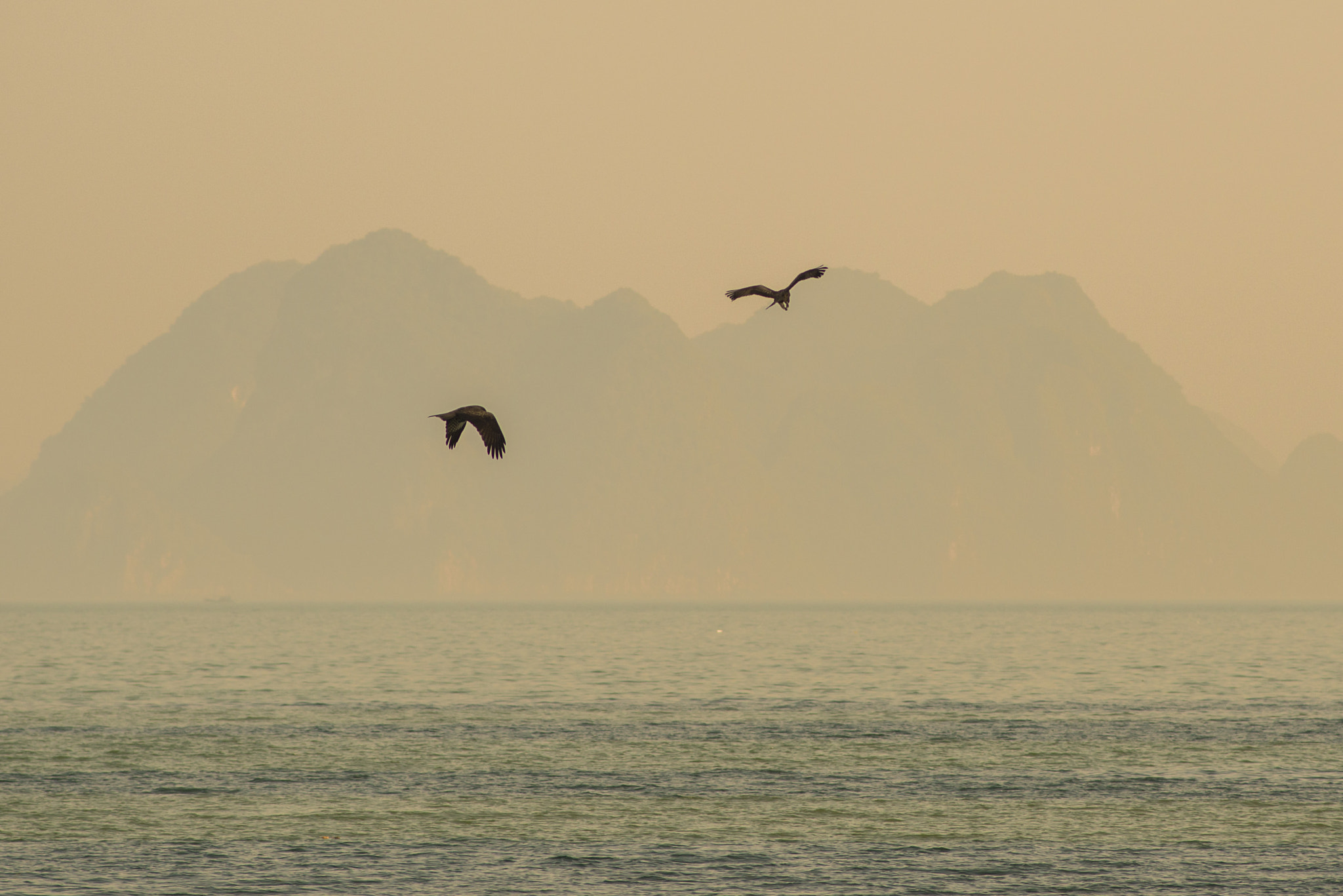 Nikon D800 + AF Nikkor 180mm f/2.8 IF-ED sample photo. Black kites of ha long bay photography