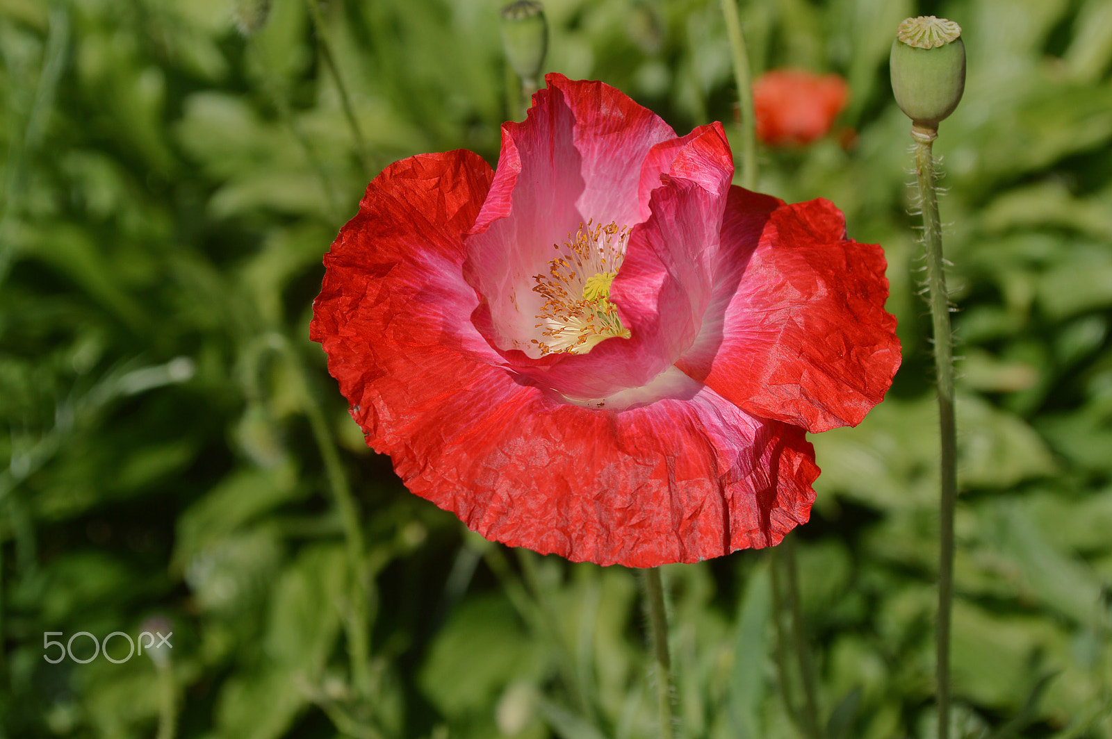 Nikon AF-S Nikkor 500mm F4D ED-IF II sample photo. Poppy photography