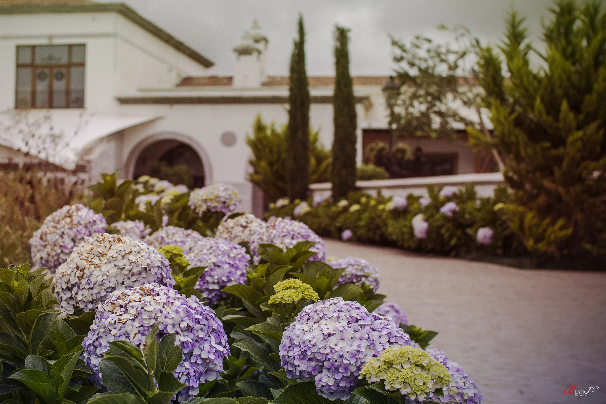 Sigma 30mm F1.4 EX DC HSM sample photo. Cayala's flowers photography