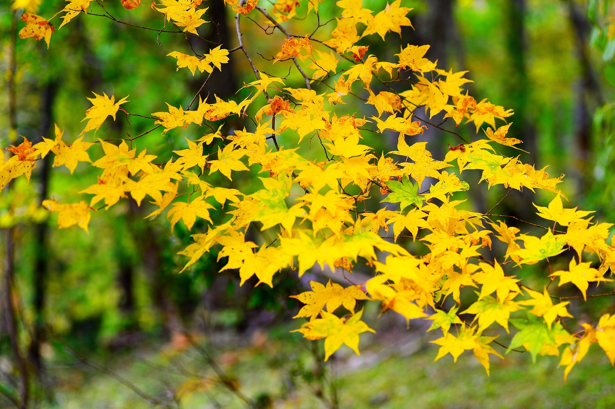 Nikon Df sample photo. Autumn leaves photography