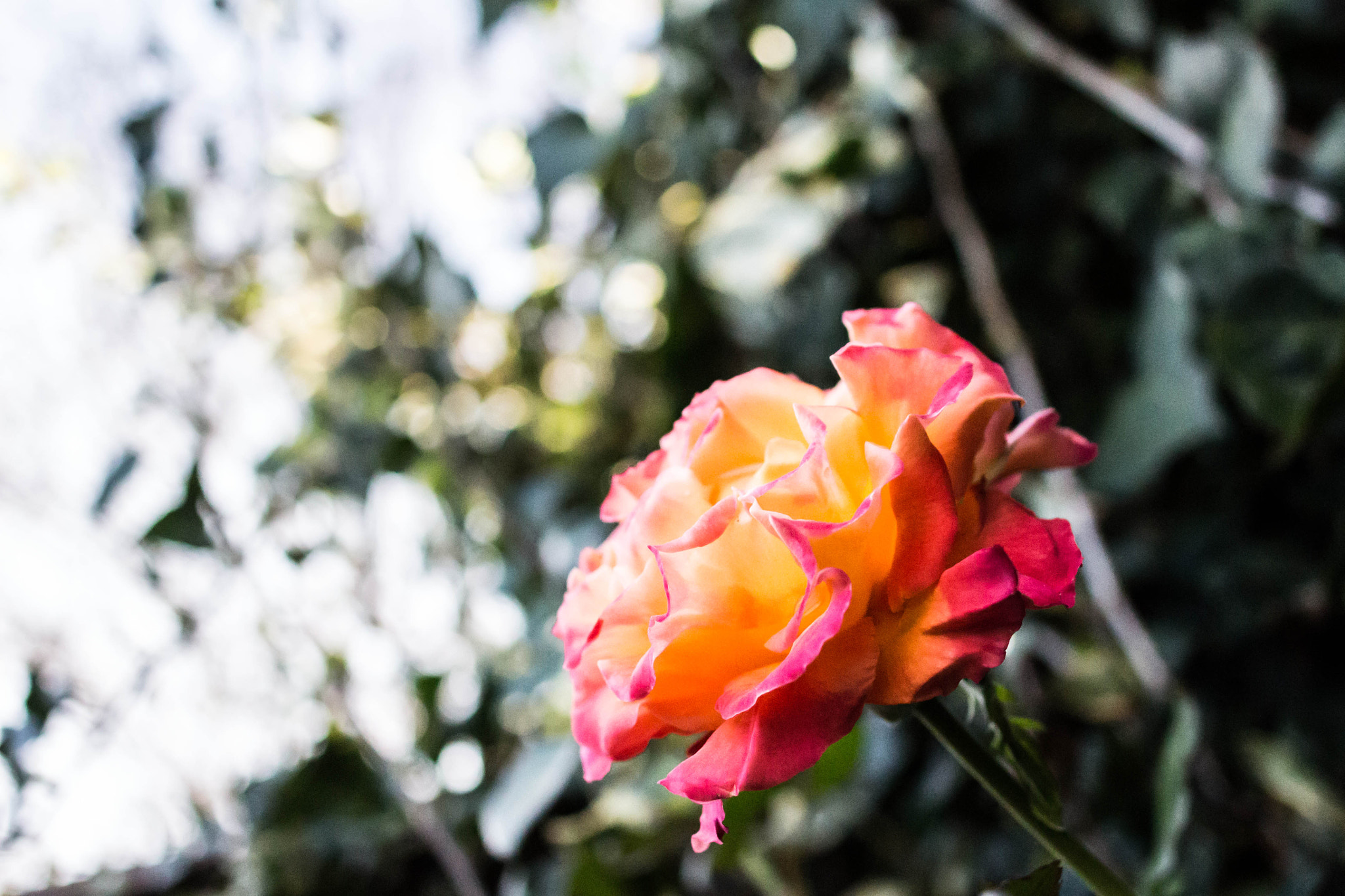 Canon EF 24mm F2.8 IS USM sample photo. A game of tones photography