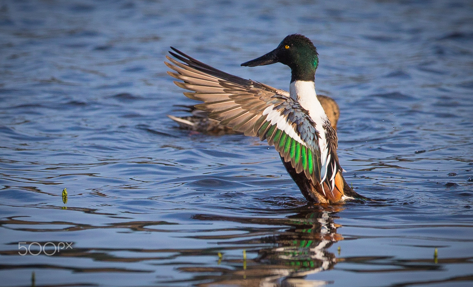 Canon EF 400mm F2.8L IS USM sample photo. Shoveler dance photography