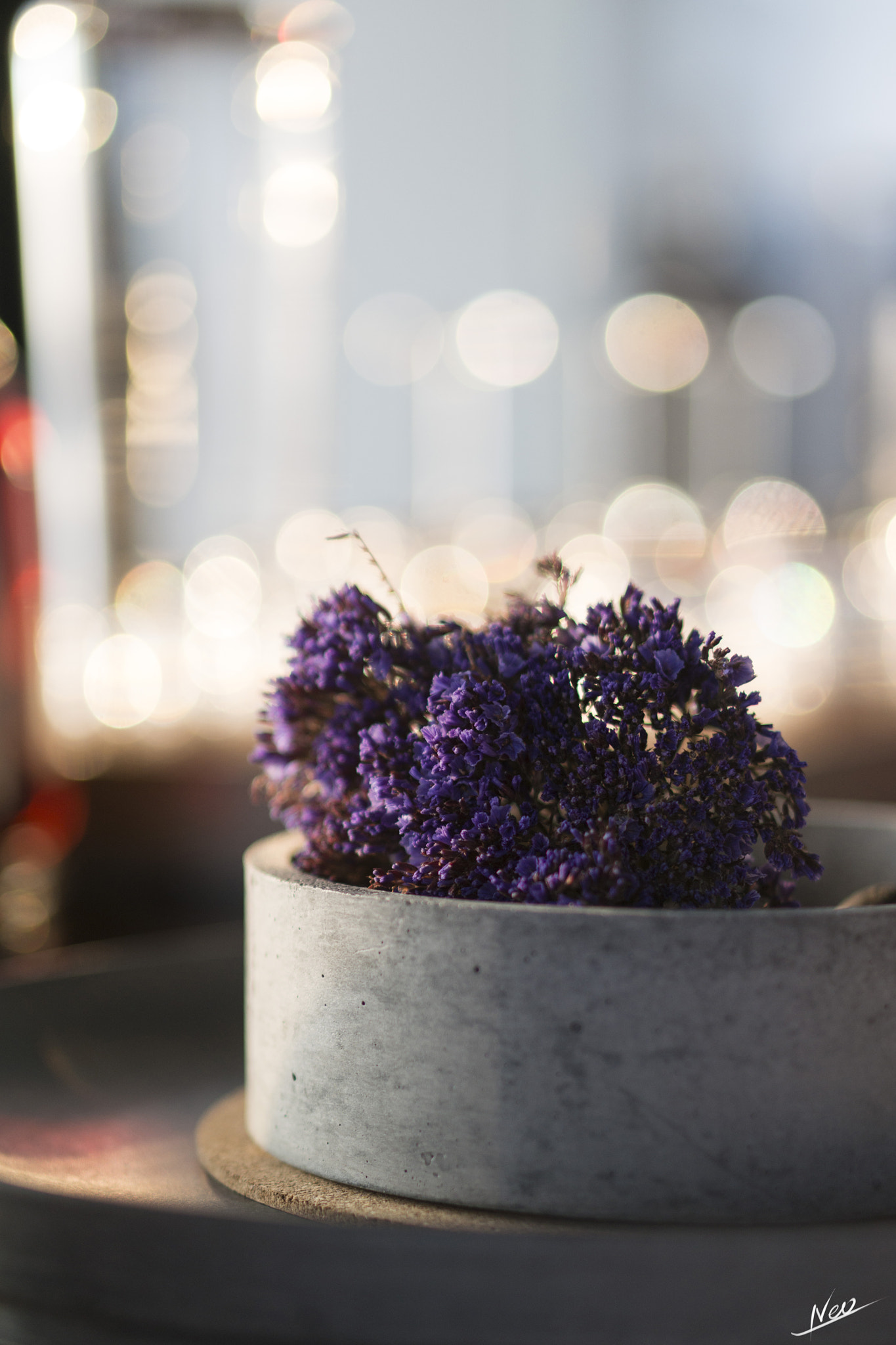 Sony Alpha NEX-5T + E 50mm F1.8 OSS sample photo. Myosotis sylvatica photography