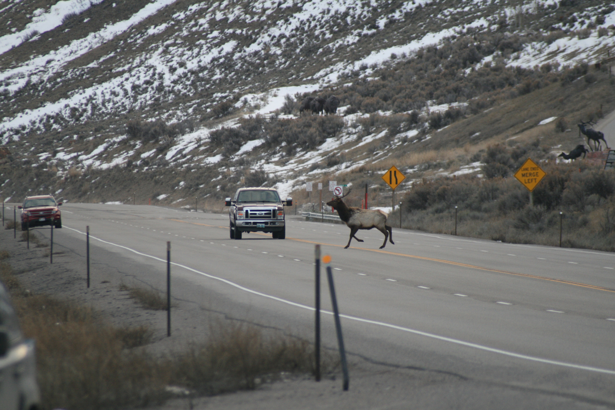Sigma 70-300mm F4-5.6 APO DG Macro sample photo. Elk on road photography