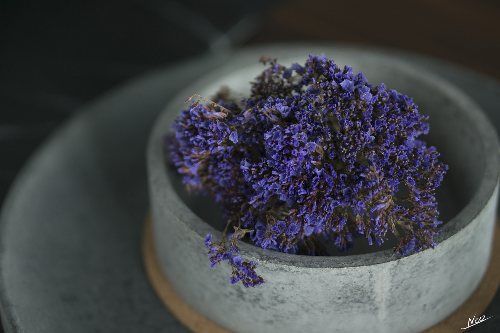 Sony Alpha NEX-5T + E 50mm F1.8 OSS sample photo. Myosotis sylvatica photography