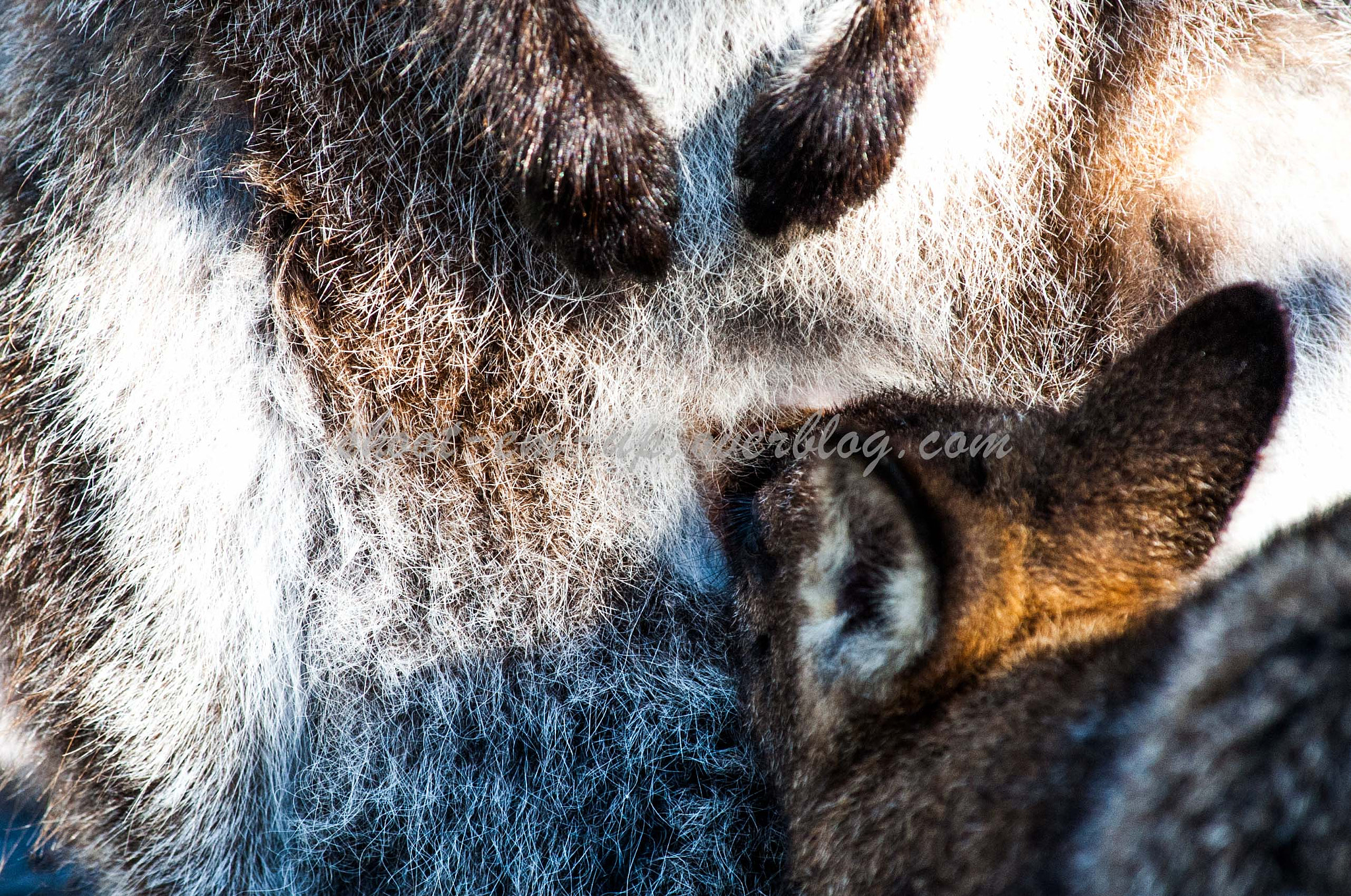 Nikon D3 sample photo. Baby kangaroo photography