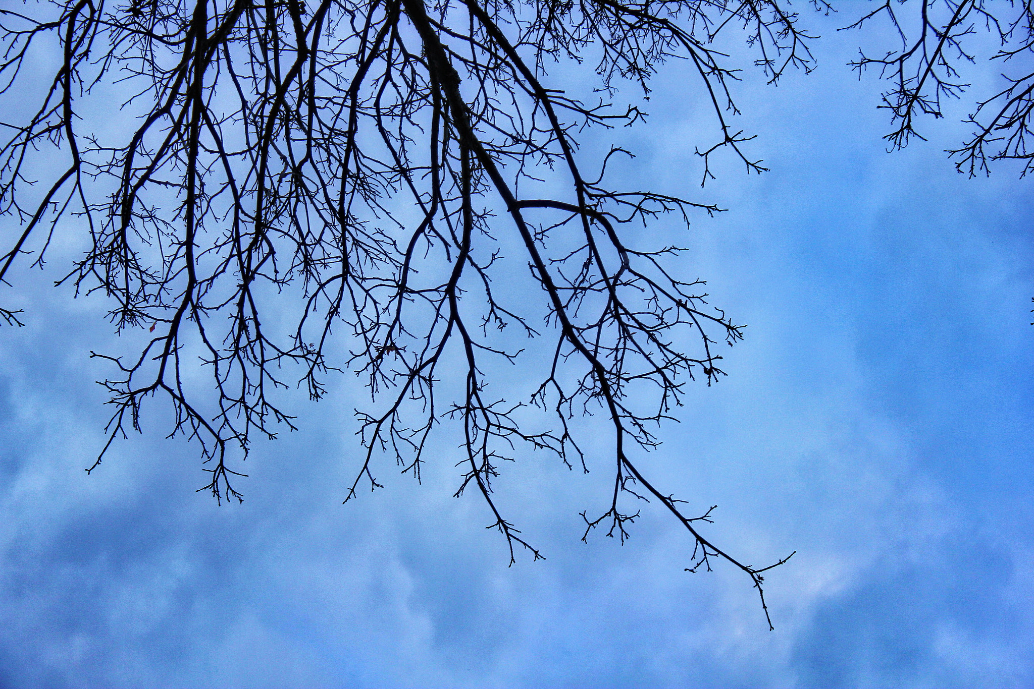 Canon EF-S 18-55mm F3.5-5.6 IS sample photo. Growing on sky photography
