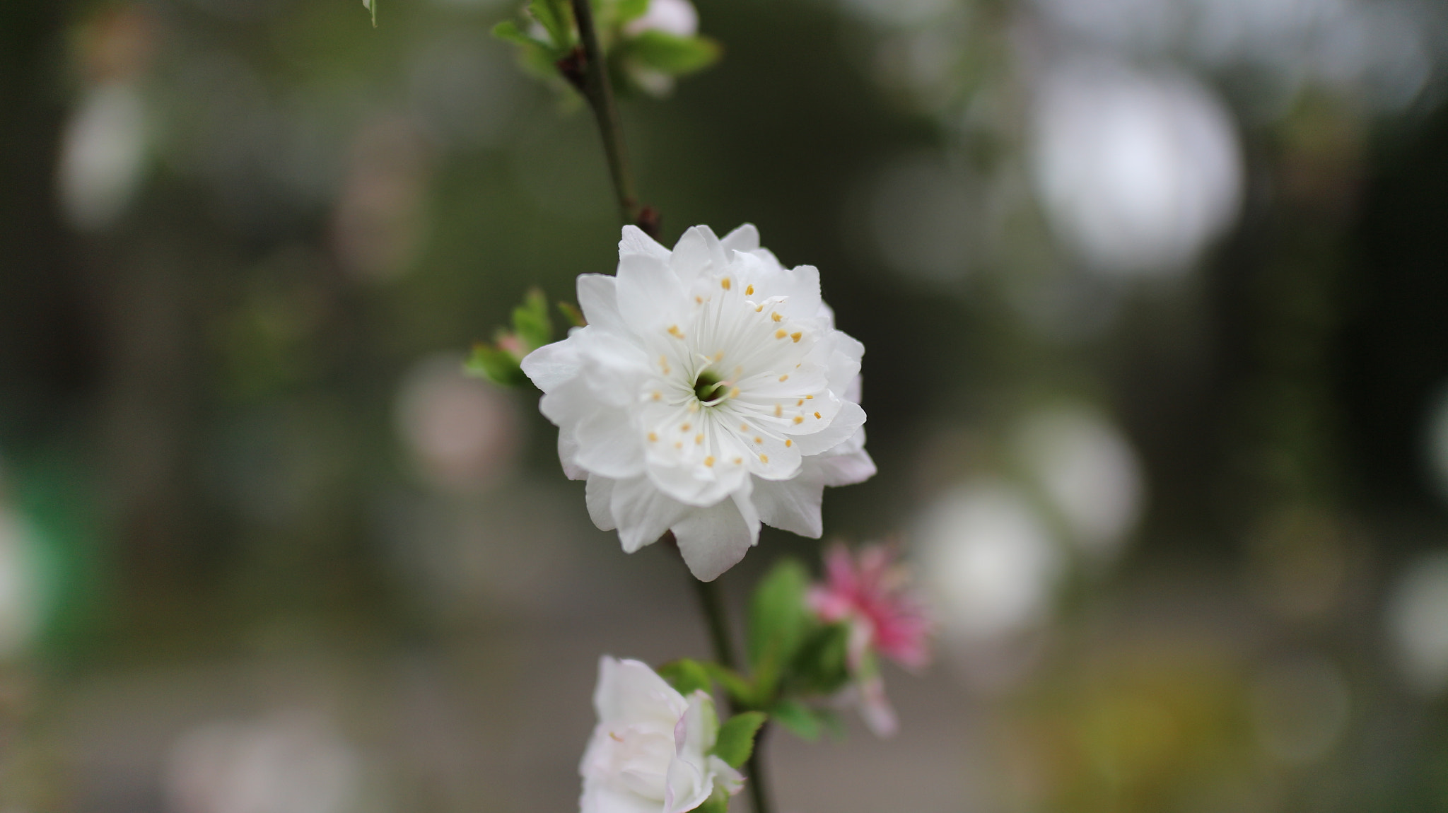 Canon EOS M10 + Canon EF-M 22mm F2 STM sample photo. The little white flowers photography