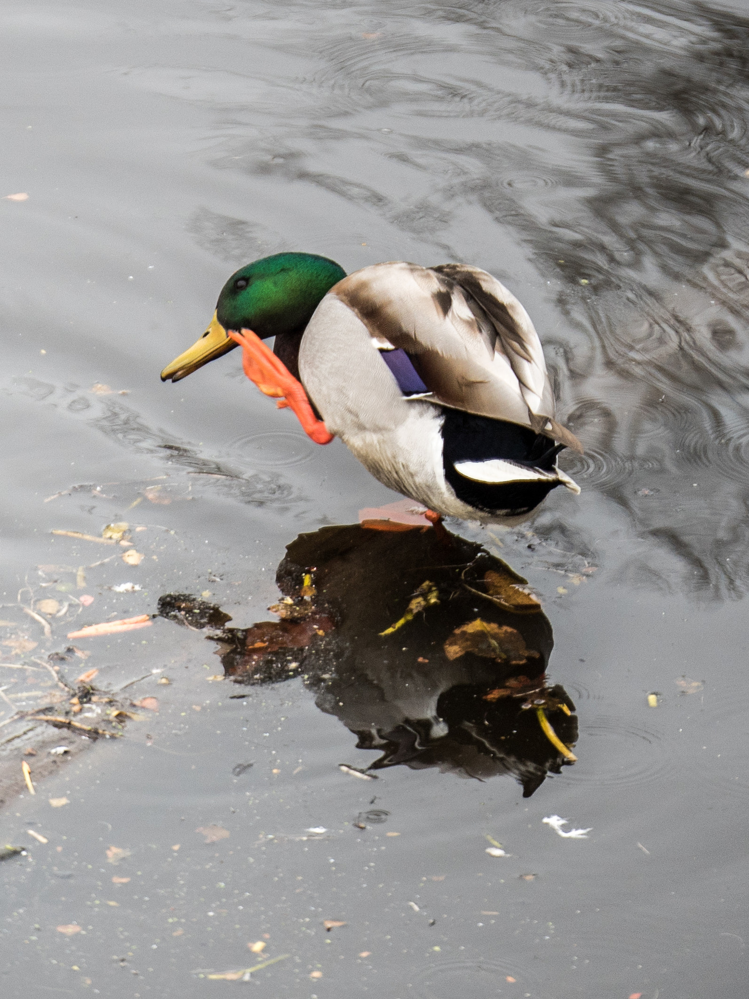 Panasonic Lumix G X Vario 35-100mm F2.8 OIS sample photo. The thinker photography