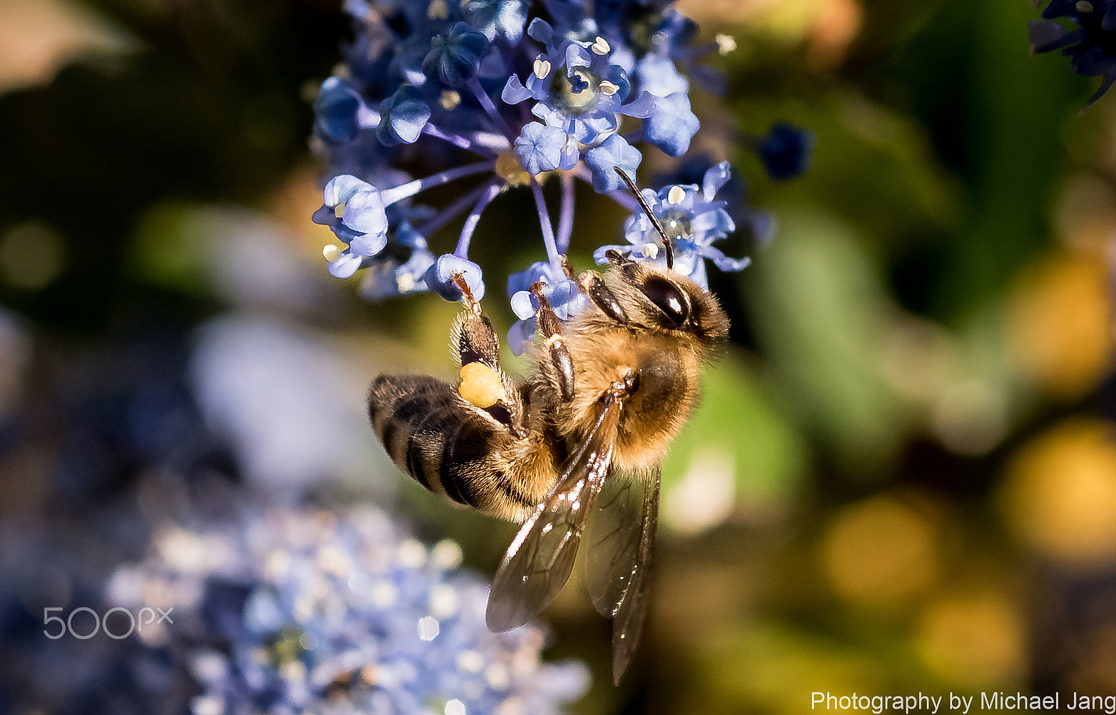 Nikon D810 + Nikon AF Micro-Nikkor 60mm F2.8D sample photo. Honey bee(hq) photography