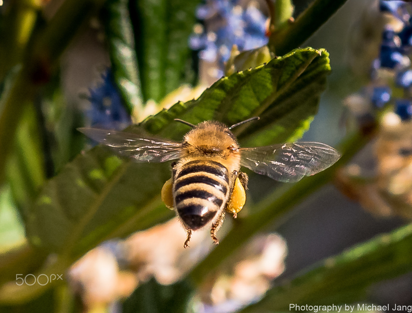 Nikon D810 + Nikon AF Micro-Nikkor 60mm F2.8D sample photo. Honey bee(hq) photography
