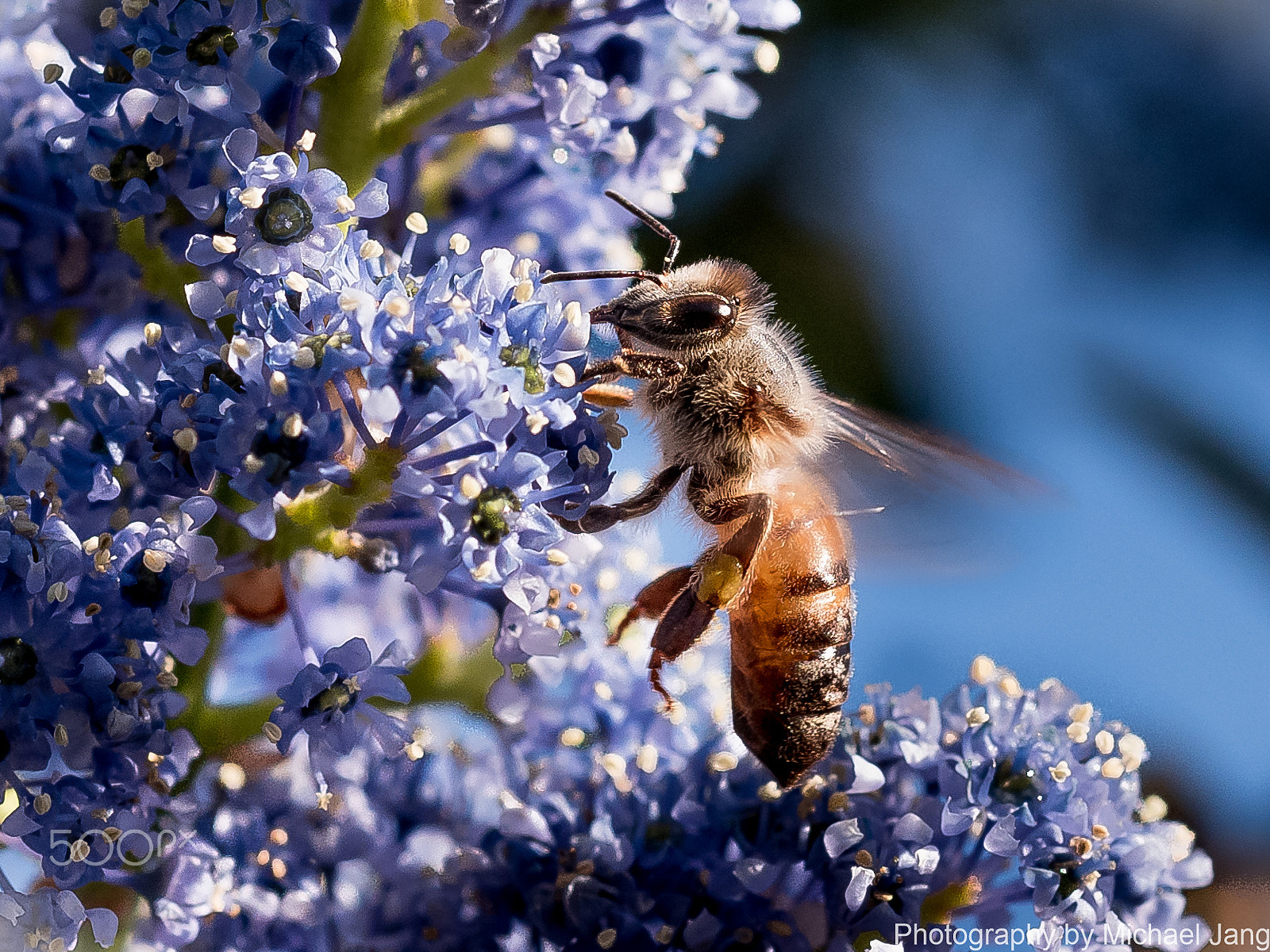 Nikon D810 + Nikon AF Micro-Nikkor 60mm F2.8D sample photo. Honey bee(hq) photography