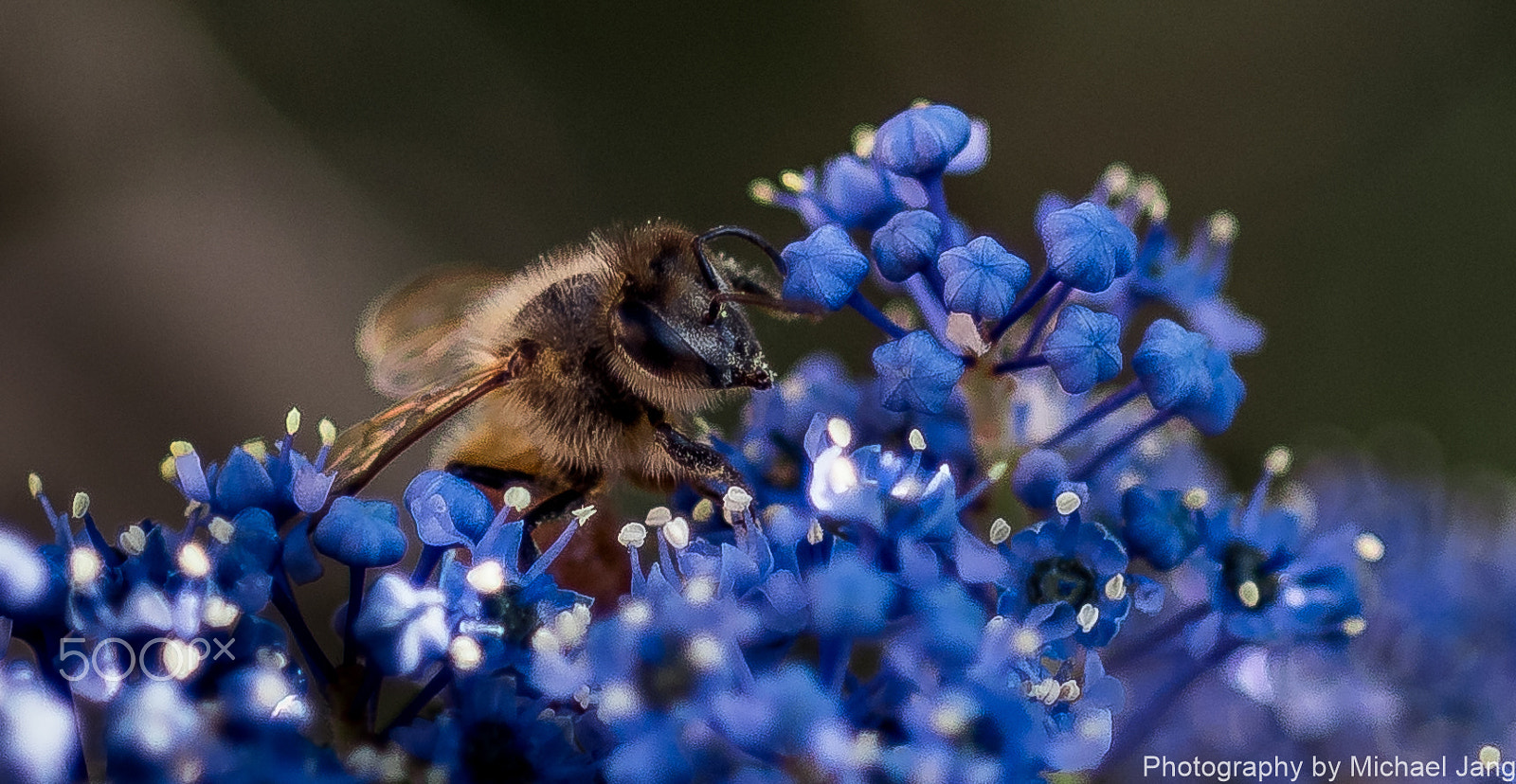 Nikon D810 + Nikon AF Micro-Nikkor 60mm F2.8D sample photo. Honey bee(hq) photography