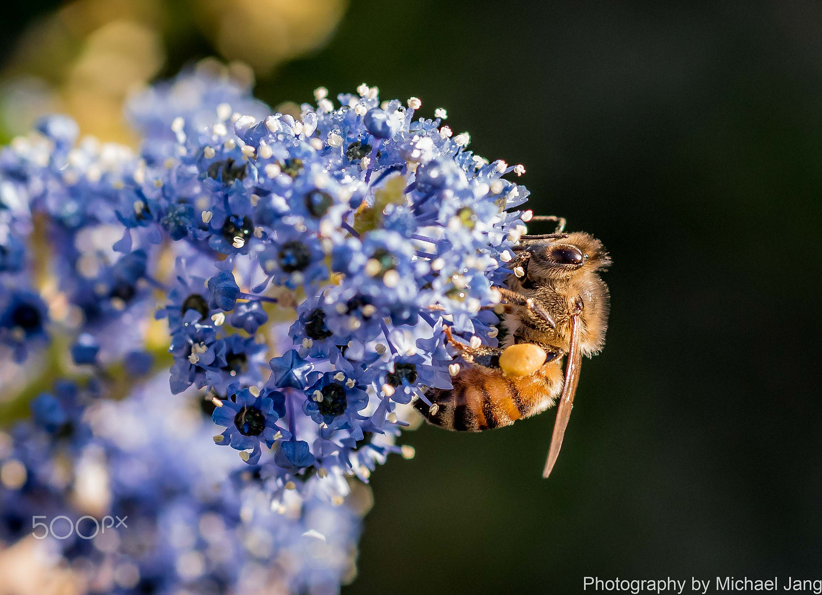 Nikon D810 + Nikon AF Micro-Nikkor 60mm F2.8D sample photo. Honey bee photography