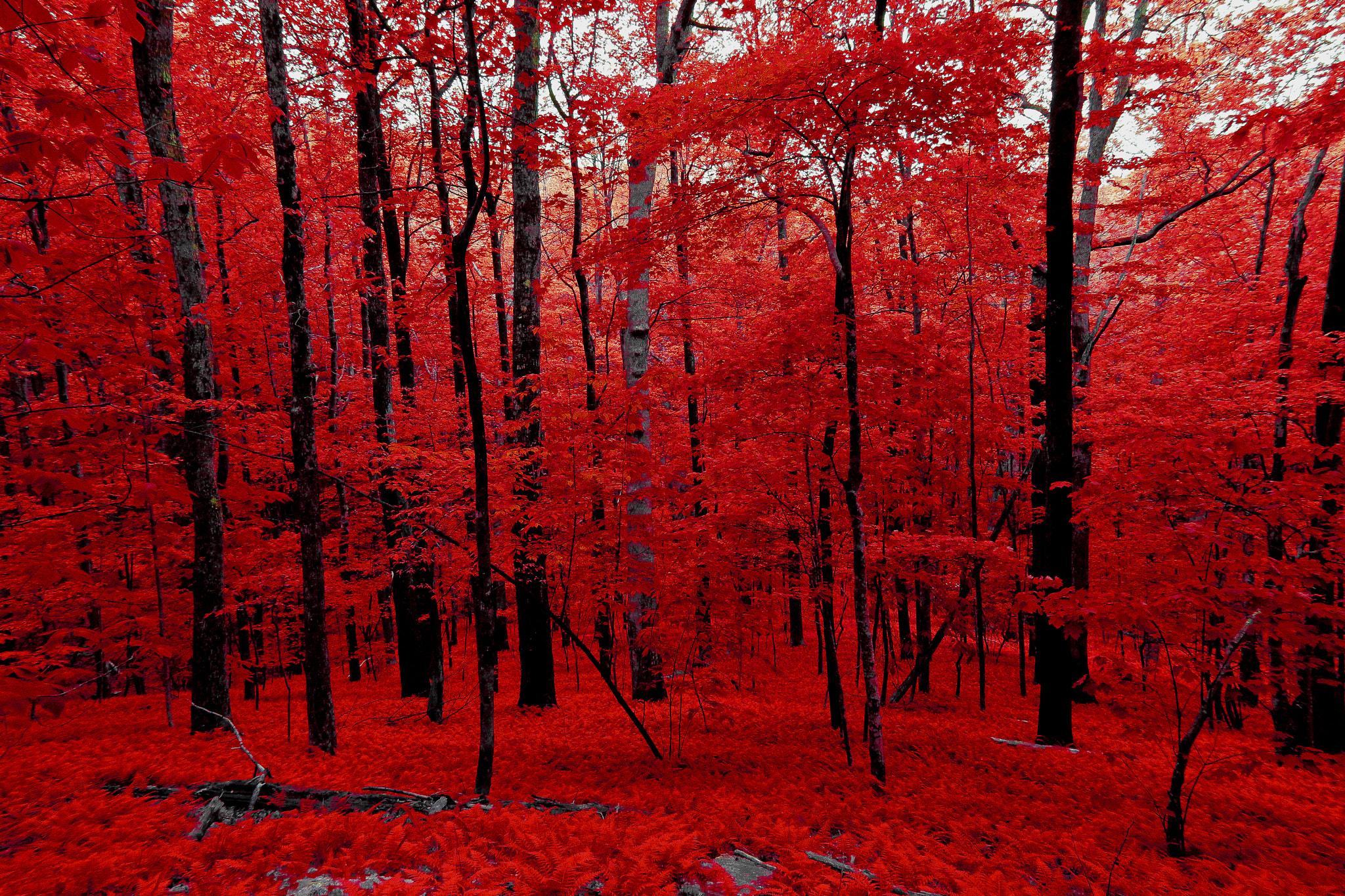 Sigma 17-70mm F2.8-4 DC Macro OS HSM sample photo. Fall dreams photography