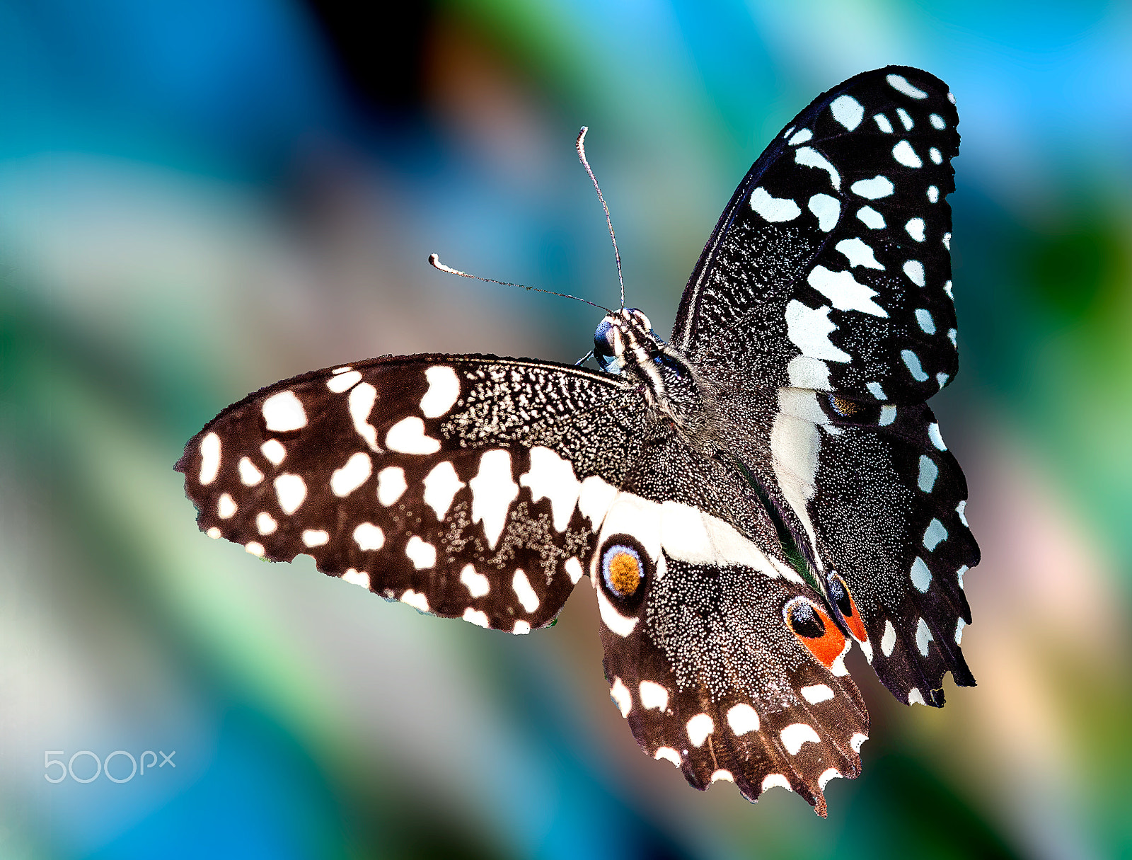 Canon EOS 50D + Sigma 105mm F2.8 EX DG Macro sample photo. Soaring up photography