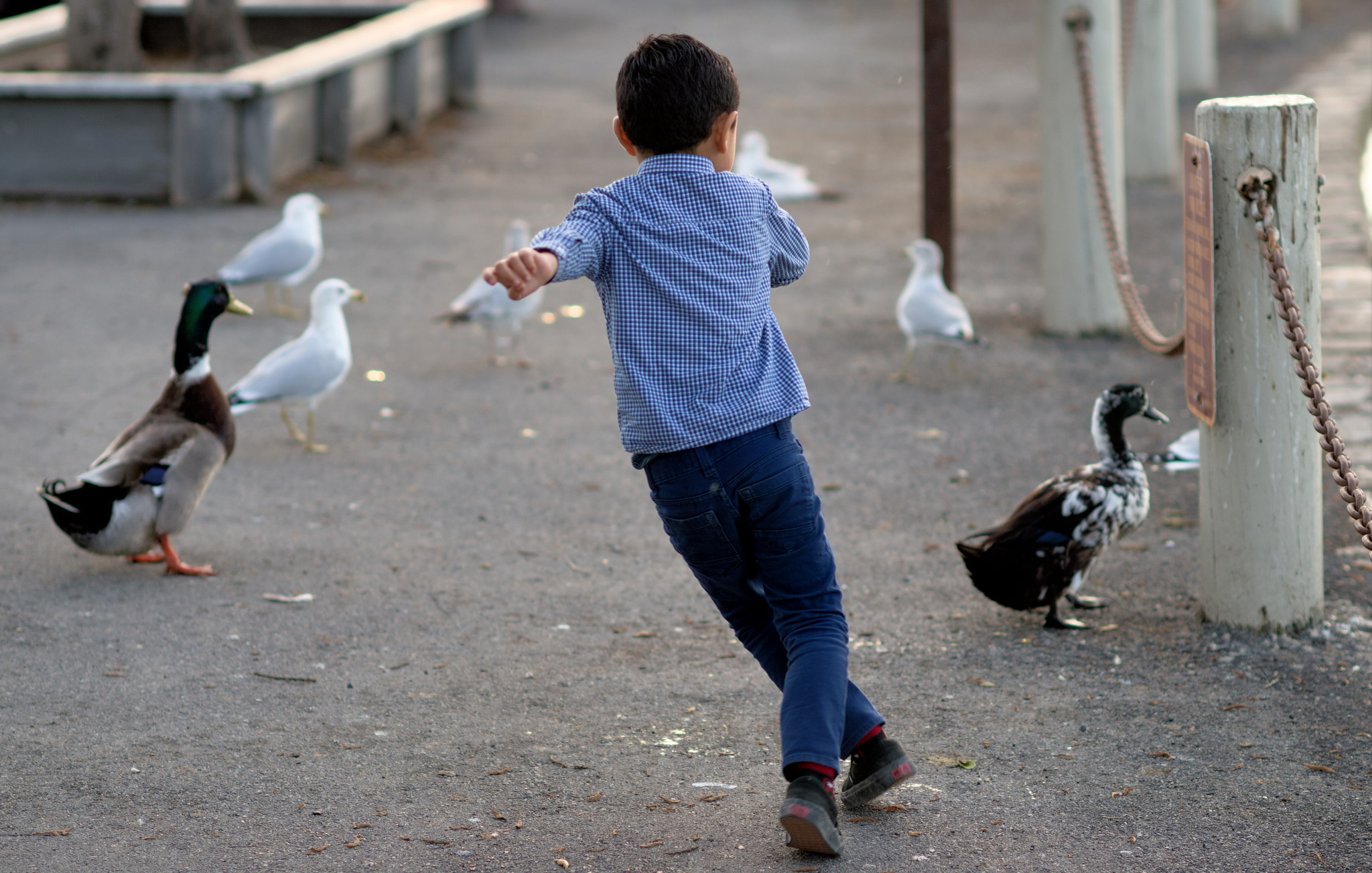 Nikon Df + Nikon AF-S Nikkor 85mm F1.4G sample photo. Kid and ducks photography