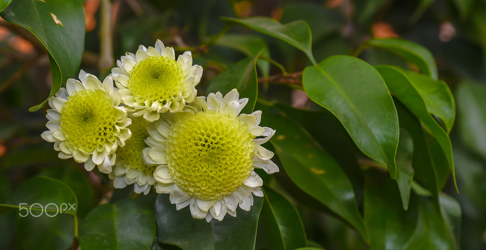 Nikon D750 + AF Micro-Nikkor 60mm f/2.8 sample photo. Garden photography