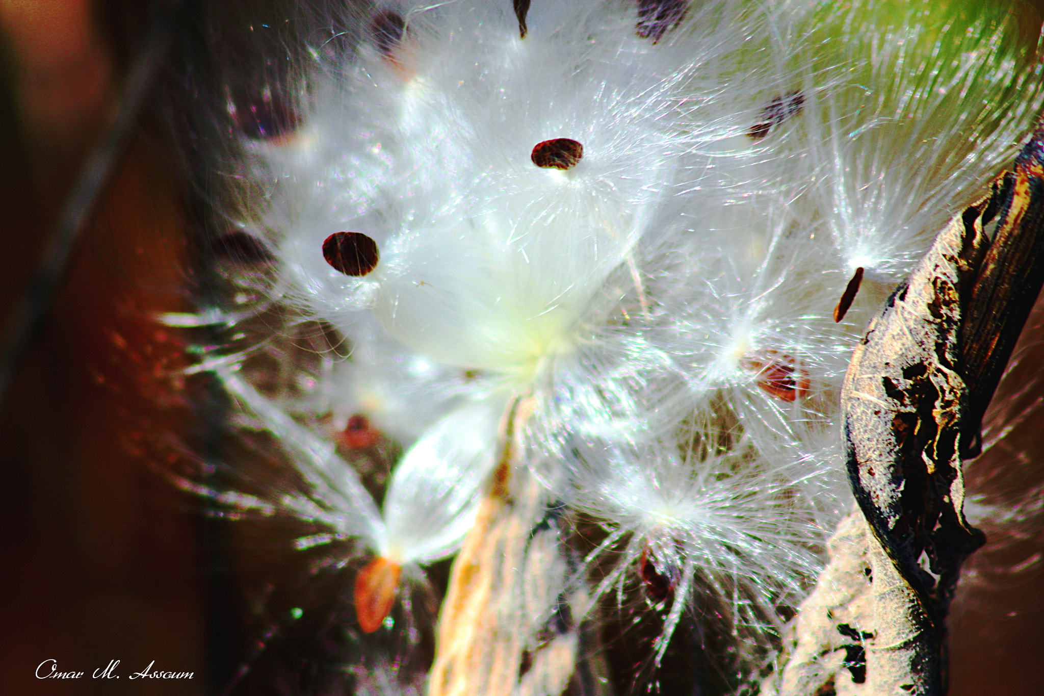 Canon EF 75-300mm F4.0-5.6 IS USM sample photo. Milkweed seed pod explosion photography