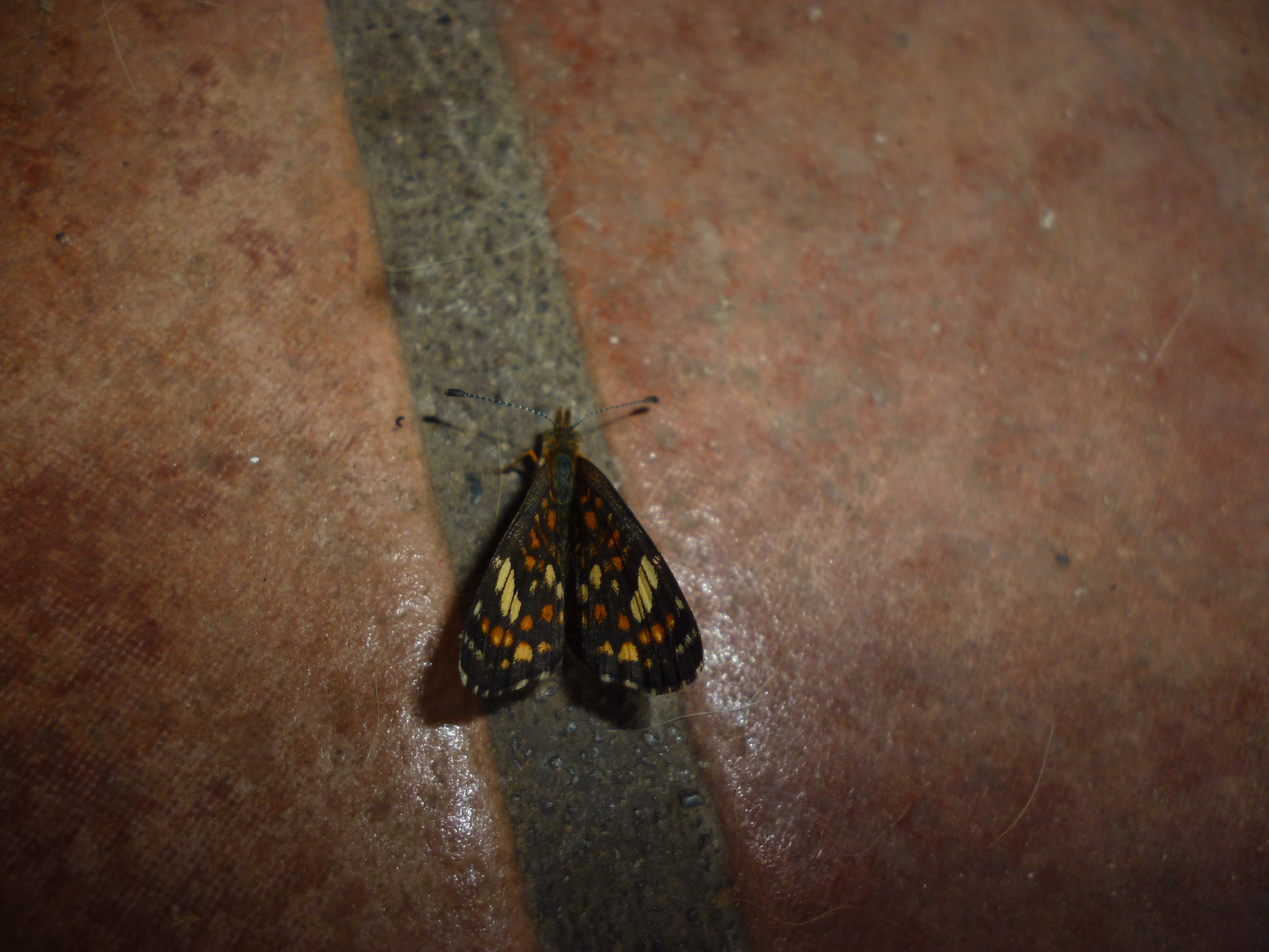 Panasonic Lumix DMC-S1 sample photo. Butterfly photography