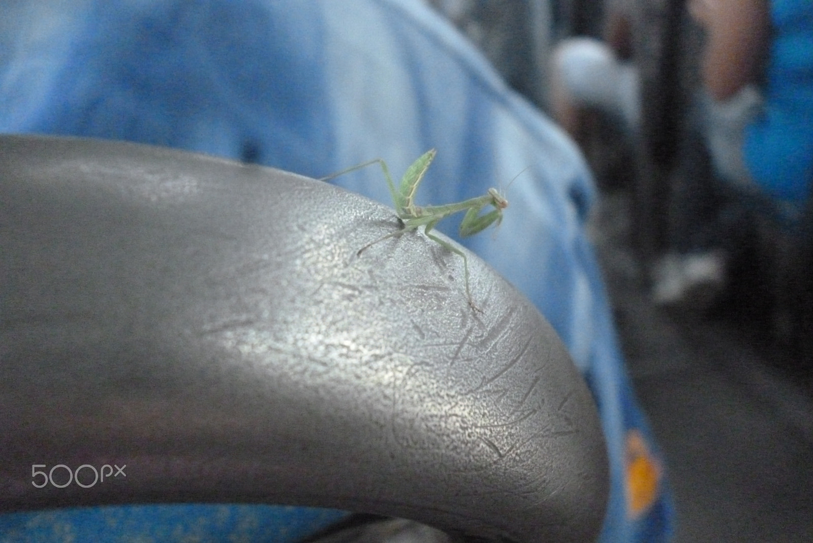 Panasonic Lumix DMC-S1 sample photo. Mantis religiosa photography