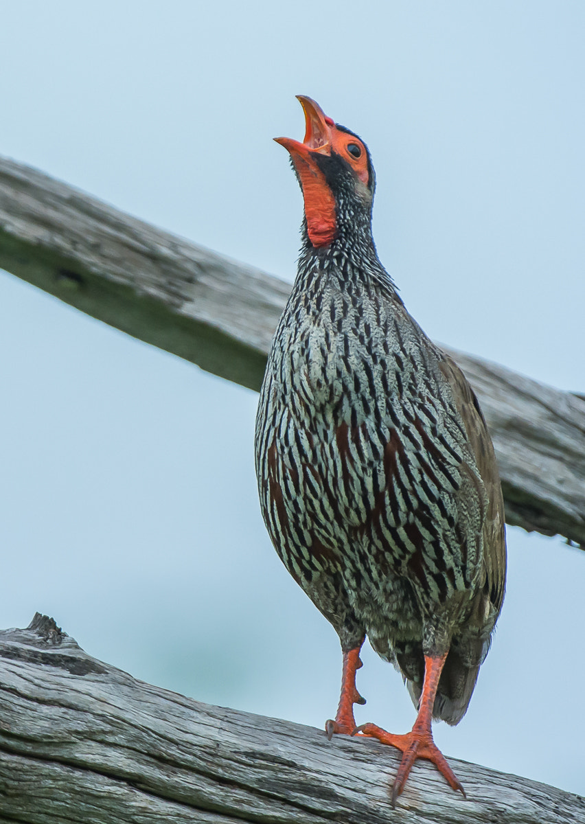 Nikon AF-S Nikkor 200-400mm F4G ED-IF VR sample photo. Red-necked spurfowl photography