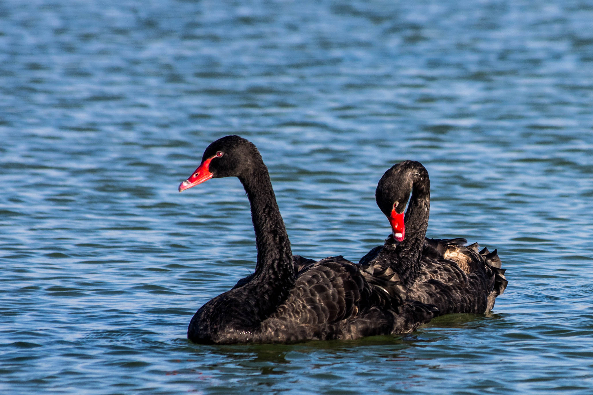 Pentax smc DA 50-200mm F4-5.6 ED WR sample photo. The power couple photography