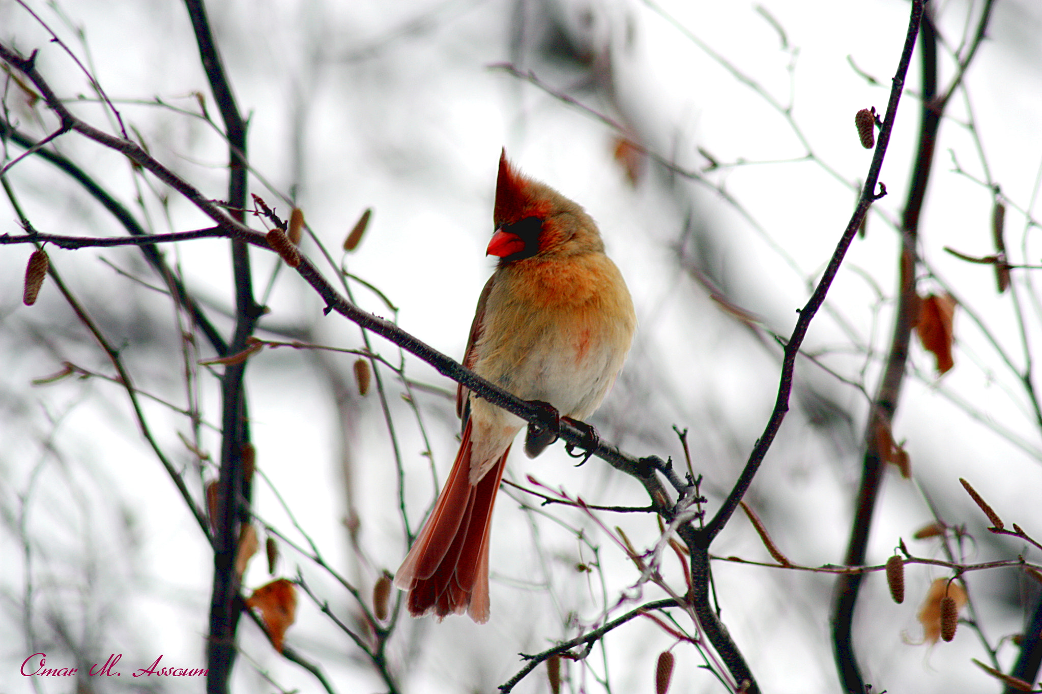 Canon EF 75-300mm F4.0-5.6 IS USM sample photo. Female cardinal photography