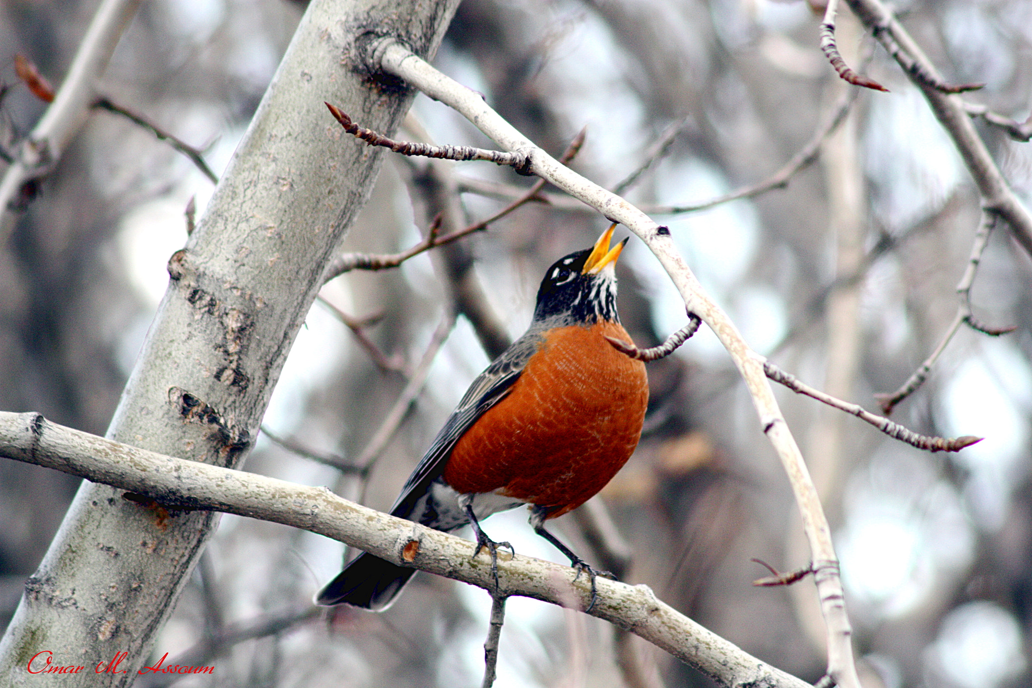 Canon EF 75-300mm F4.0-5.6 IS USM sample photo. Singing american robin photography