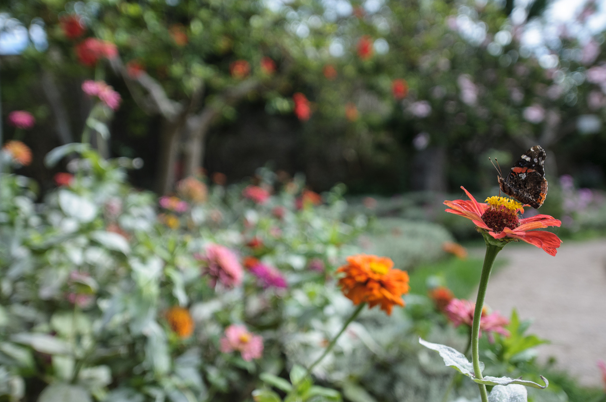 Nikon AF-S Nikkor 14-24mm F2.8G ED sample photo. A butterfly photography