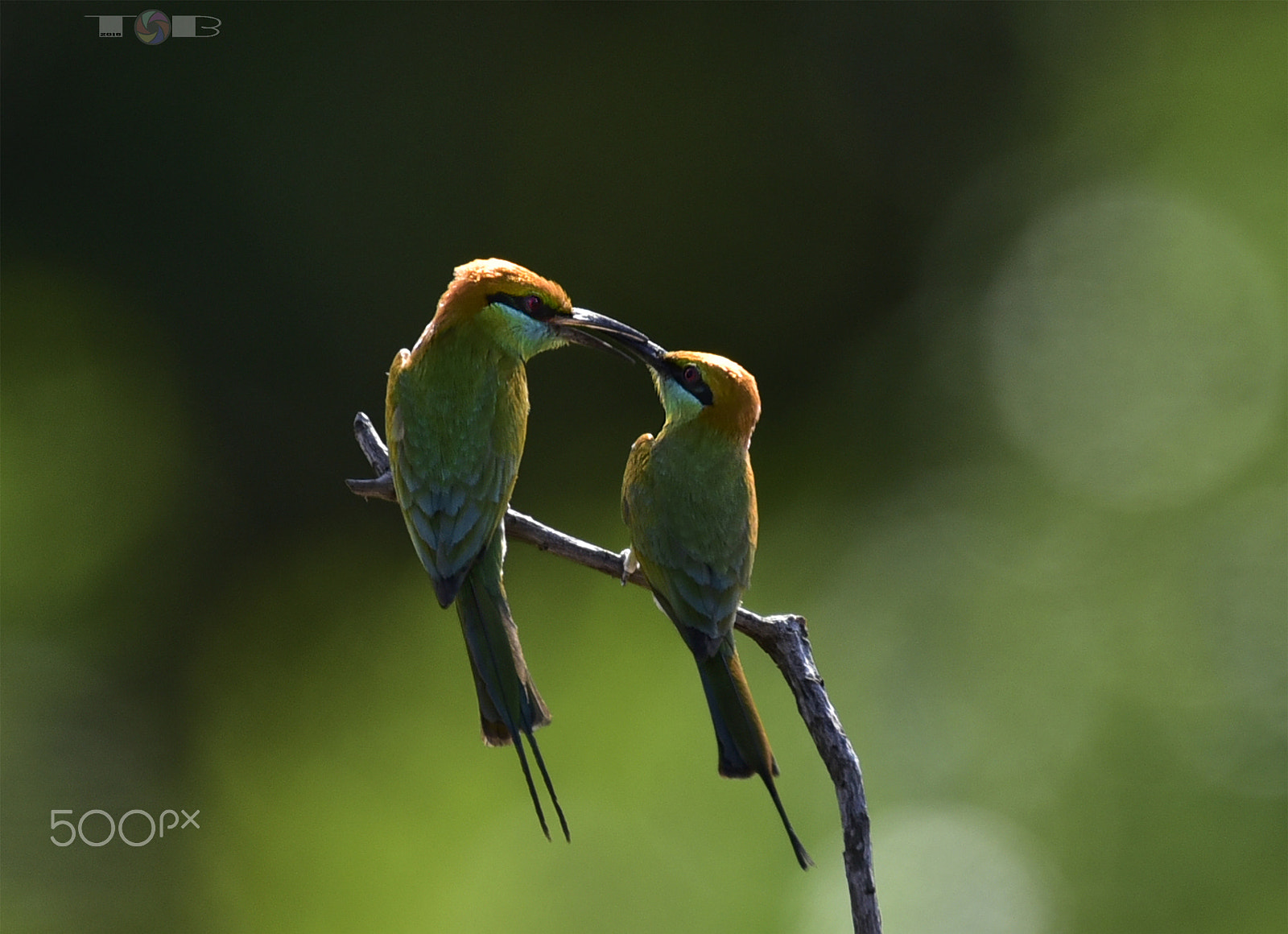 Nikon AF-S Nikkor 600mm F4D ED-IF II sample photo. Bacio photography