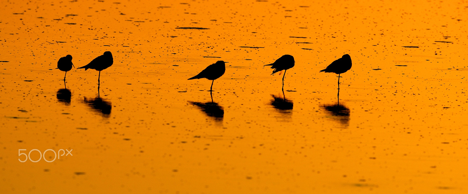 Nikon D2X + Nikon AF-S Nikkor 500mm F4G ED VR sample photo. Godwit with their reflection photography