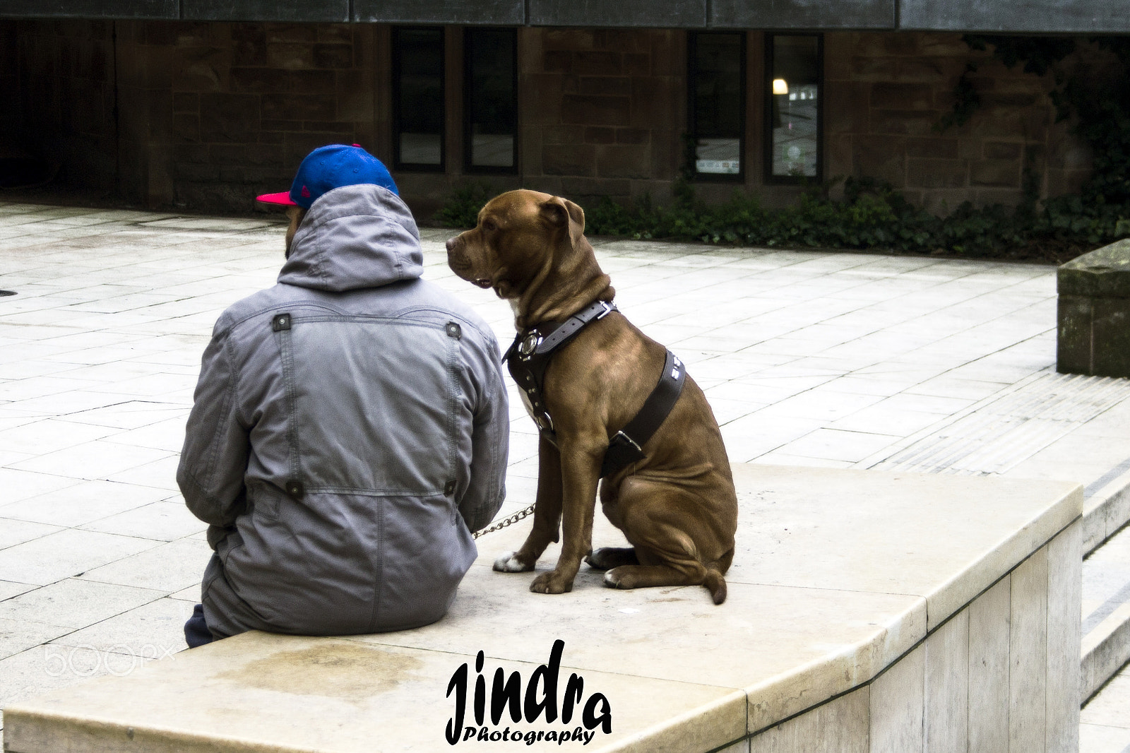 Canon EF-S 18-55mm F3.5-5.6 sample photo. Dog photography