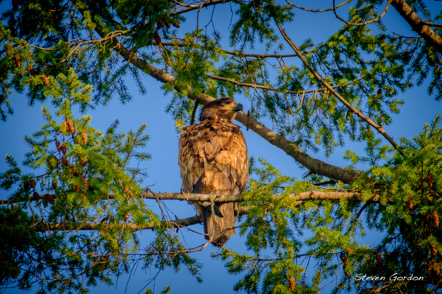 XF100-400mmF4.5-5.6 R LM OIS WR + 1.4x sample photo. Young british columbia eagle photography