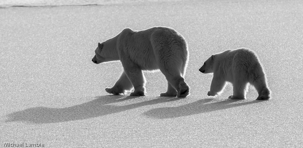Canon EF 400mm F2.8L IS USM sample photo. On thin ice photography