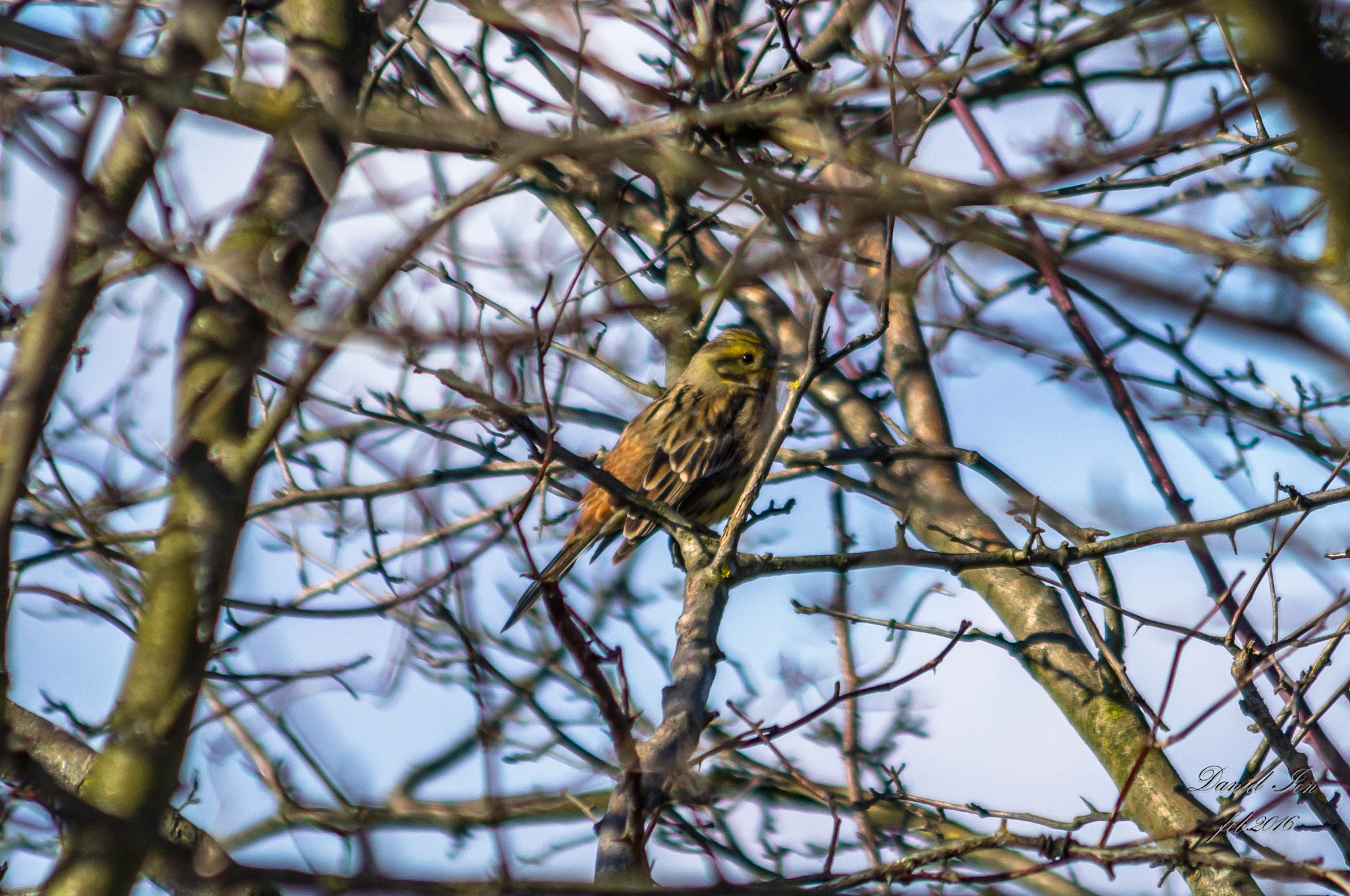 Pentax K-x sample photo. Emberiza citrinella photography