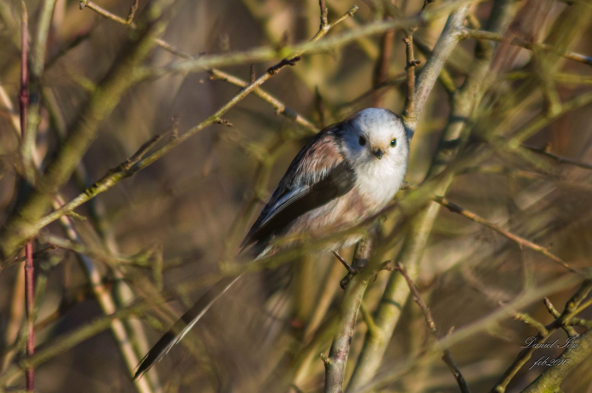 Pentax K-x + smc PENTAX-F 100-300mm F4.5-5.6 sample photo. Aegithalos caudatus photography