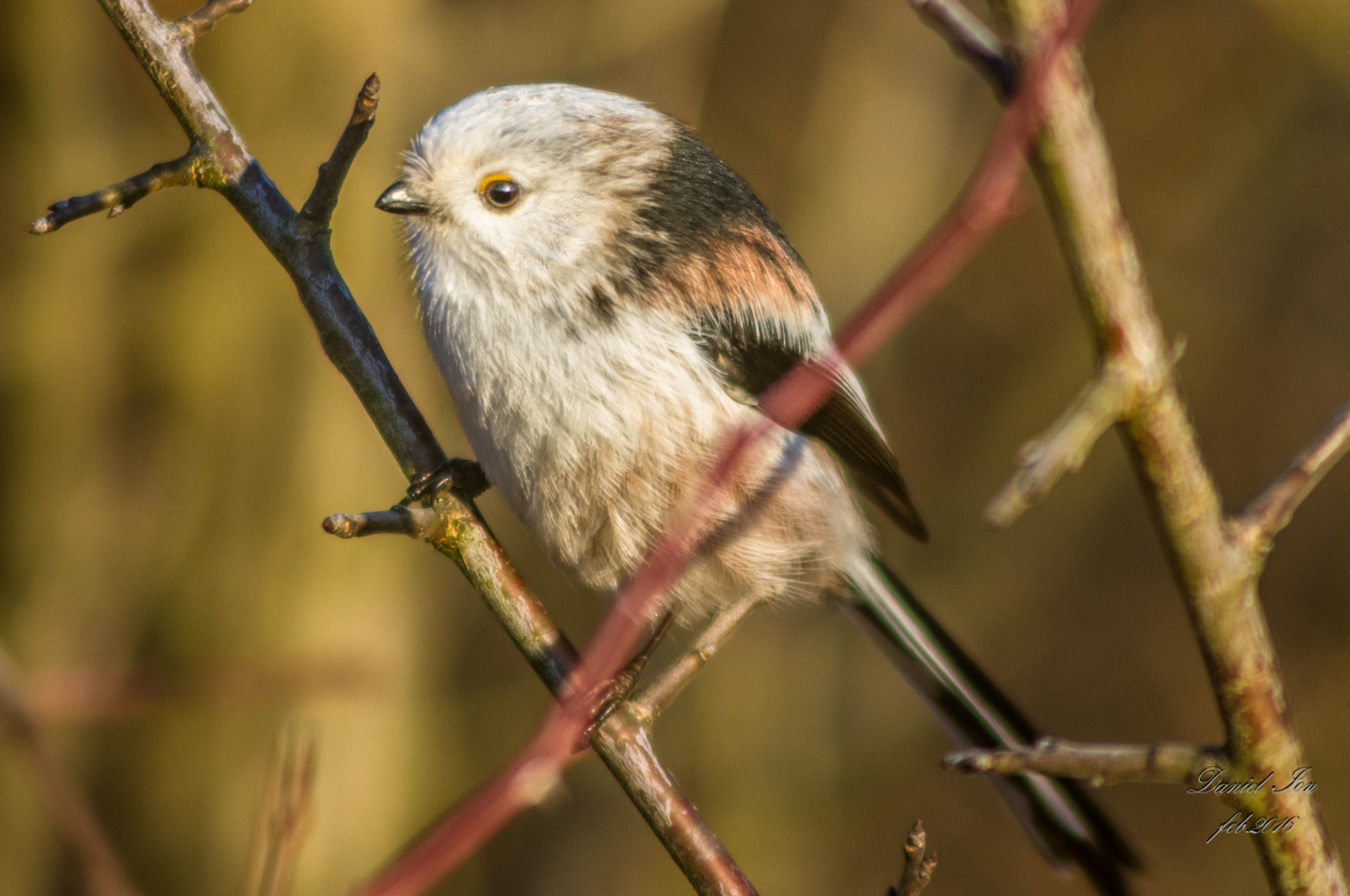 smc PENTAX-F 100-300mm F4.5-5.6 sample photo. Aegithalos caudatus photography