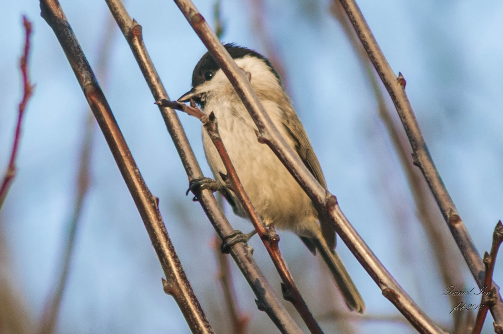 Pentax K-x + smc PENTAX-F 100-300mm F4.5-5.6 sample photo. Parus palustris photography