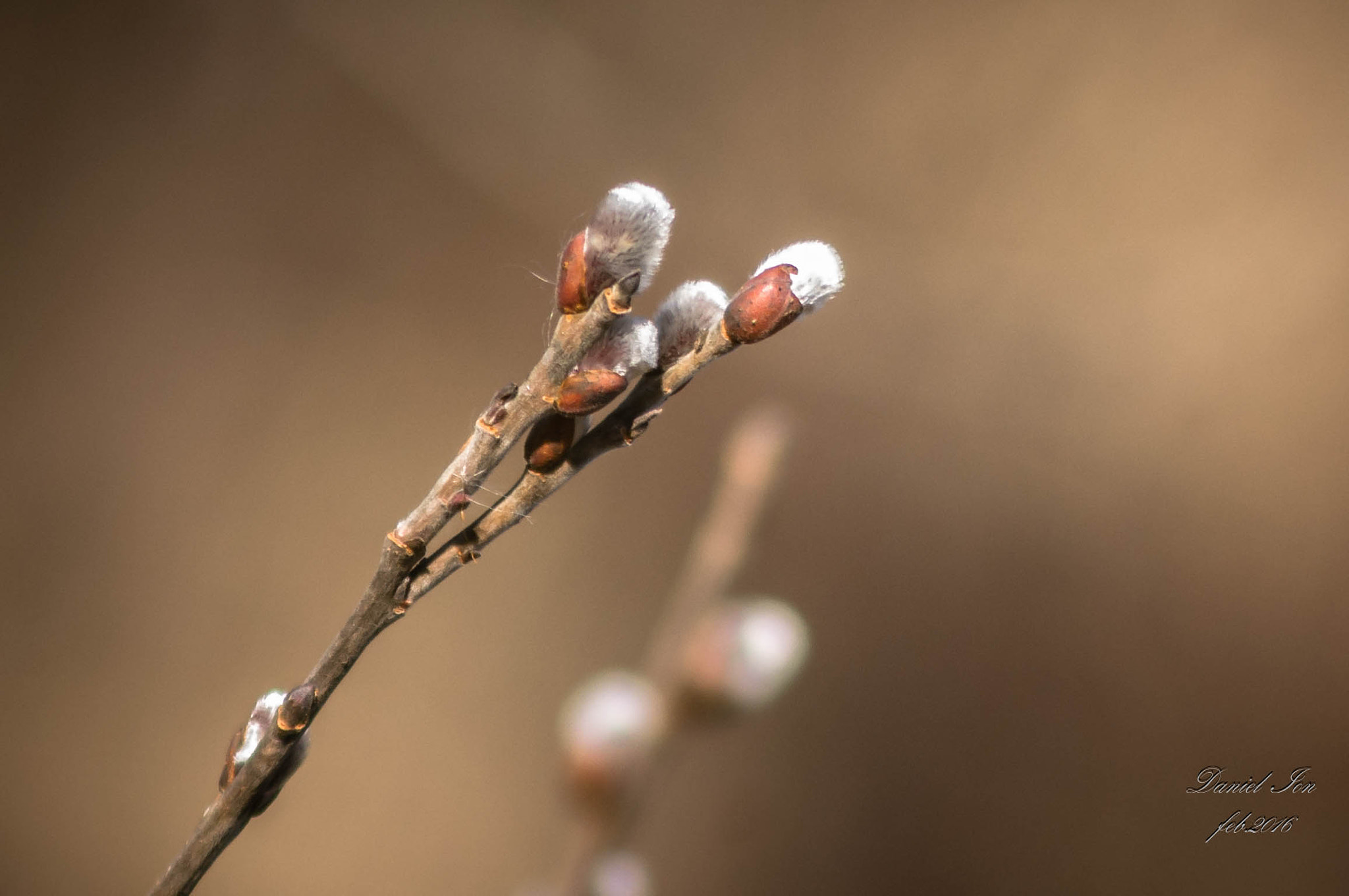 smc PENTAX-F 100-300mm F4.5-5.6 sample photo. Spring is comming photography