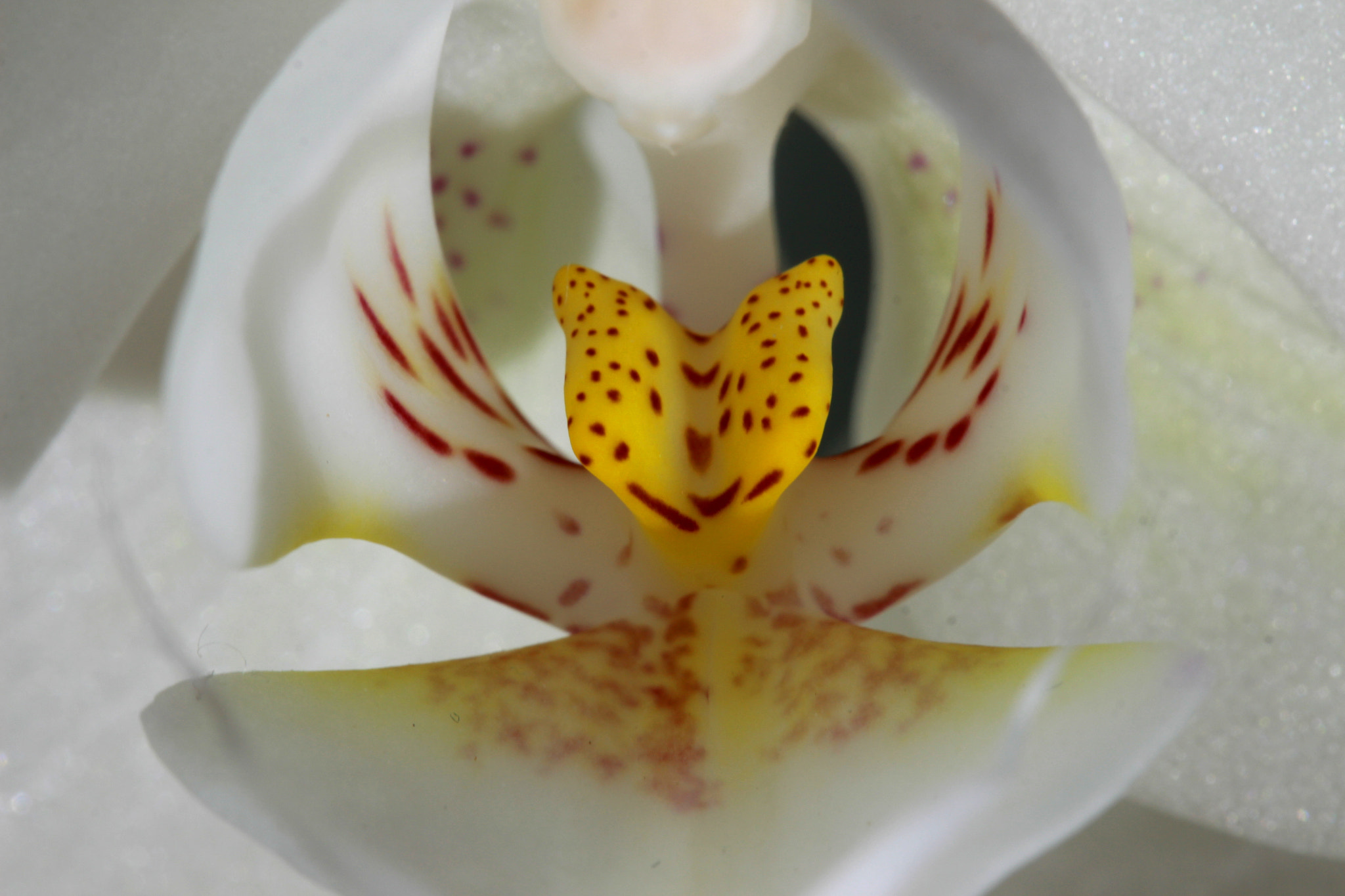 Canon EF-S 60mm F2.8 Macro USM sample photo. Flower photography