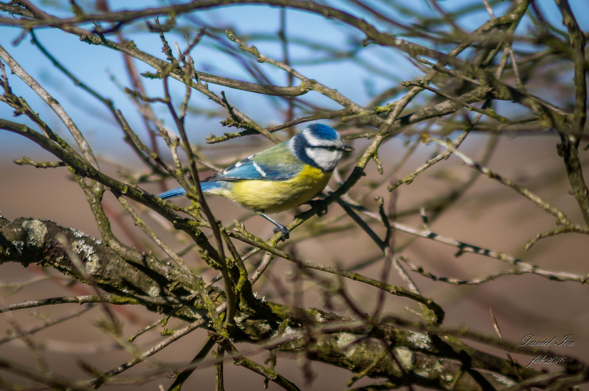 smc PENTAX-F 100-300mm F4.5-5.6 sample photo. Parus caeruleus photography