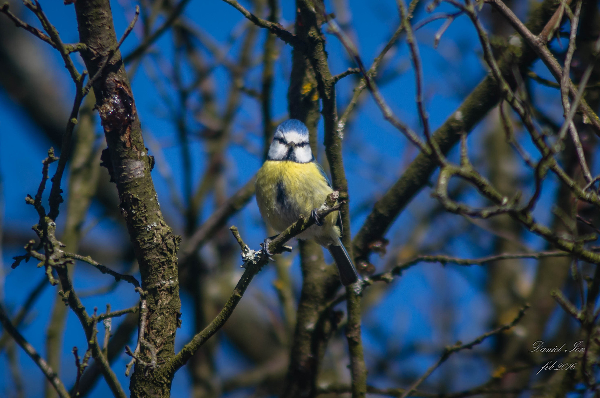 Pentax K-x sample photo. Parus caeruleus photography