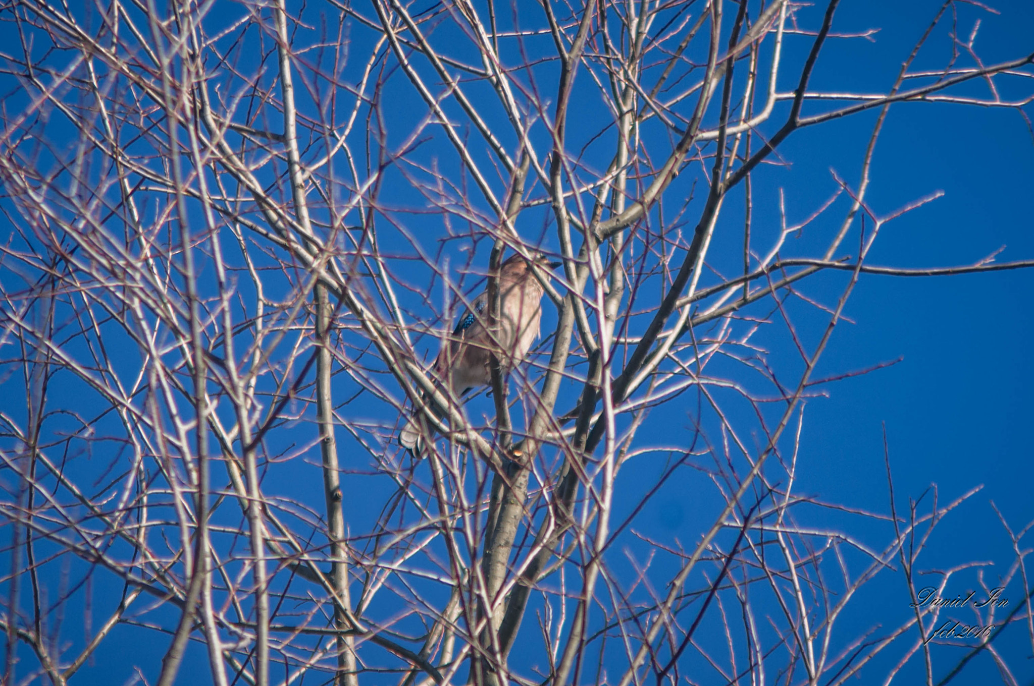 Pentax K-x sample photo. Garrulus glandarius photography