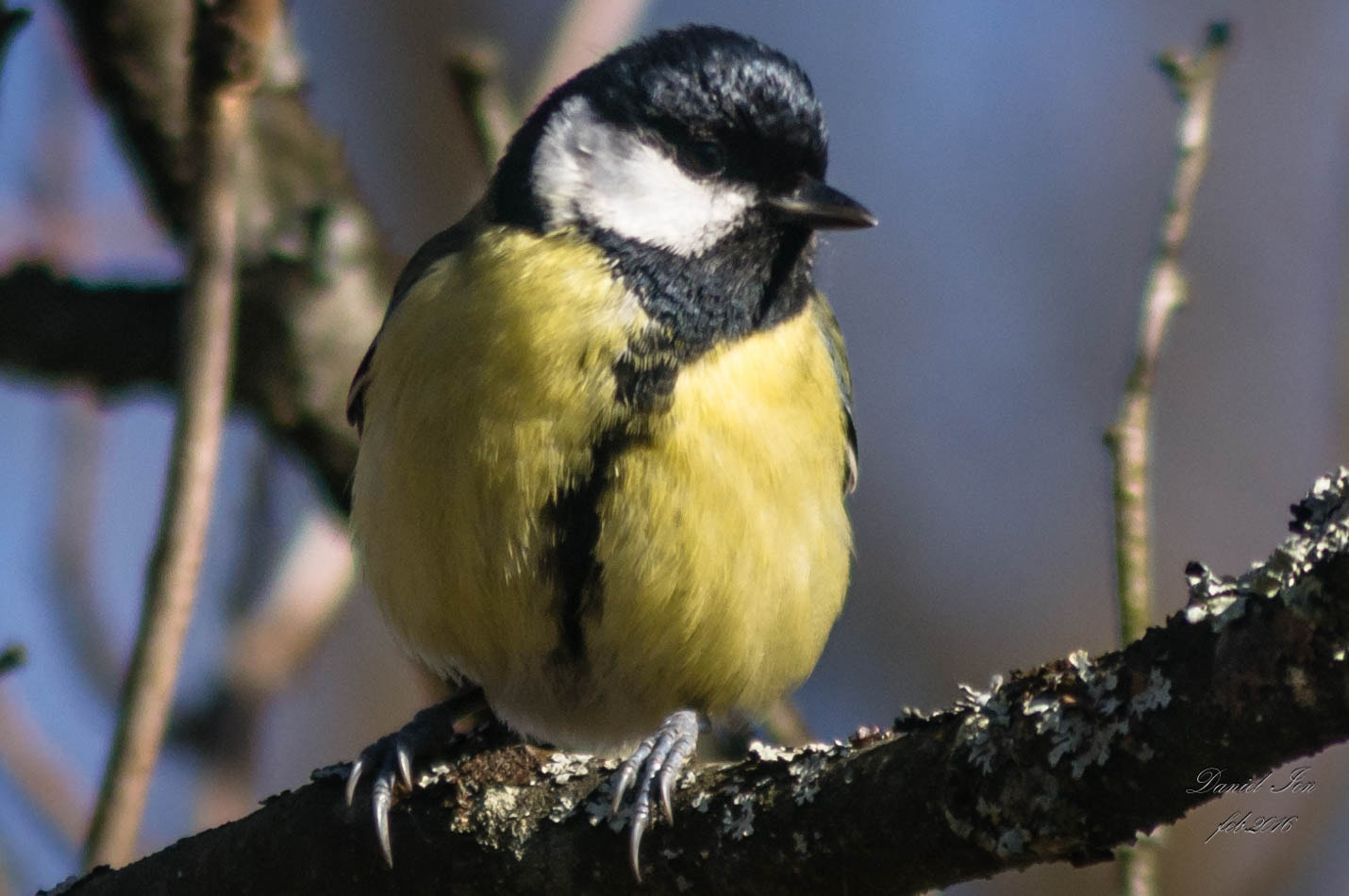 Pentax K-x + smc PENTAX-F 100-300mm F4.5-5.6 sample photo. Parus major photography