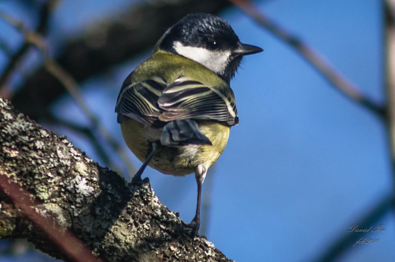 Pentax K-x + smc PENTAX-F 100-300mm F4.5-5.6 sample photo. Parus major photography